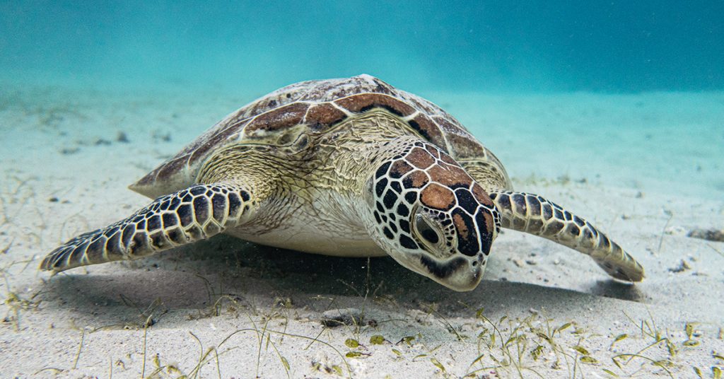 Exciting Activities in El Nido Beyond Island Tours - Palawan Divers