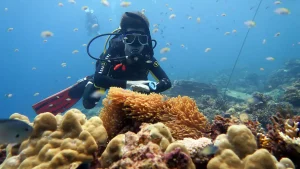 diver anemone el nido