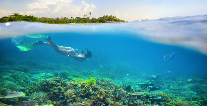 Marine life in El Nido - Corals - Palawan Divers