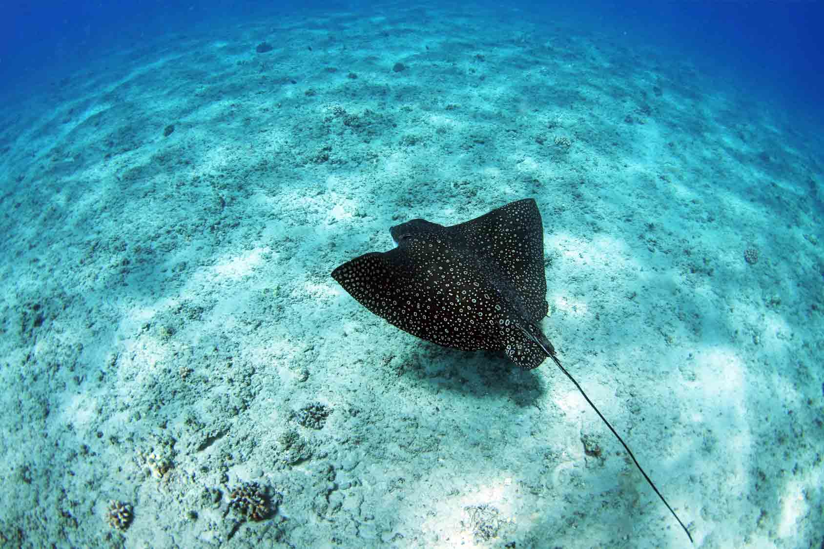 Marine Life In El Nido Eagle Ray Palawan Divers