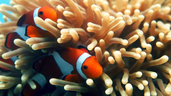 Clownfish in El Nido: Exploring Nemo's Colorful Realm - Palawan Divers