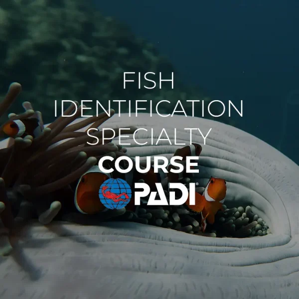 fish identification specialty el nido palawan divers