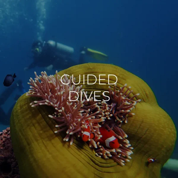 guided dives el nido palawan divers