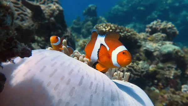 nemo palawan divers