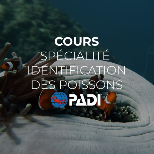 sapécialité identification des Poissons el nido palawan divers