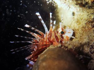 lionfish night dive el nido palawan divers