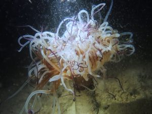 tube anemone dive el nido palawan divers